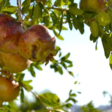 Alojamento de Acomodação e Pequeno-almoço Il Giardino Stellato Vieste