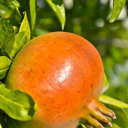 Alojamento de Acomodação e Pequeno-almoço Il Giardino Stellato Vieste