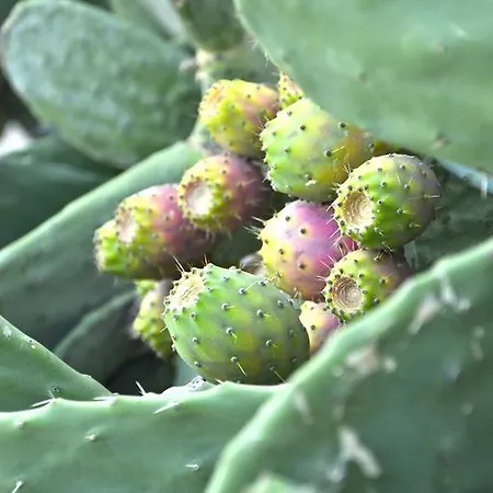 Alojamento de Acomodação e Pequeno-almoço Il Giardino Stellato