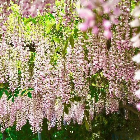 星光灿烂花园住宿加早餐旅馆 4* 维耶斯泰