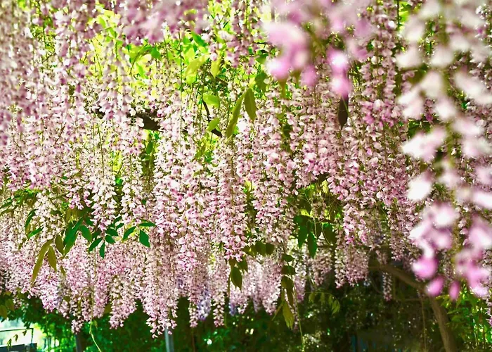 Il Giardino Stellato 4* Vieste